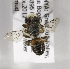  (Megachile KENLP10 - CCDB-15266 E10)  @11 [ ] CreativeCommons - Attribution Non-Commercial Share-Alike (2012) Packer Collection York University York University