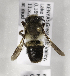  (Megachile KENLP11 - CCDB-15266 E11)  @13 [ ] CreativeCommons - Attribution Non-Commercial Share-Alike (2012) Packer Collection York University York University