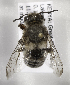  (Megachile KENLP12 - CCDB-15266 F02)  @14 [ ] CreativeCommons - Attribution Non-Commercial Share-Alike (2012) Packer Collection York University York University