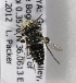  (Coelioxys KENLP7 - CCDB-15266 F06)  @11 [ ] CreativeCommons - Attribution Non-Commercial Share-Alike (2012) Packer Collection York University York University