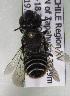  (Megachile CHL01 - CCDB-15274 A05)  @13 [ ] CreativeCommons - Attribution Non-Commercial Share-Alike (2012) Packer Collection York University York University