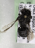  (Megachile CHL10 - CCDB-15274 A06)  @12 [ ] CreativeCommons - Attribution Non-Commercial Share-Alike (2012) Packer Collection York University York University