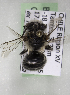  (Anthophora arequipensis - CCDB-15274 A12)  @13 [ ] CreativeCommons - Attribution Non-Commercial Share-Alike (2012) Packer Collection York University York University