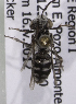  (Isepeolus n. sp - CCDB-15274 D04)  @12 [ ] CreativeCommons - Attribution Non-Commercial Share-Alike (2012) Packer Collection York University York University