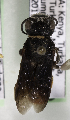  (Megachile KEN01 - CCDB-15275 C10)  @13 [ ] CreativeCommons - Attribution Non-Commercial Share-Alike (2012) Packer Collection York University York University