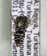  (Coelioxys sp. aff. coturnix - CCDB-15275 F03)  @13 [ ] CreativeCommons - Attribution Non-Commercial Share-Alike (2012) Packer Collection York University York University