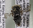  (Coelioxys KEN02 - CCDB-15275 G06)  @14 [ ] CreativeCommons - Attribution Non-Commercial Share-Alike (2012) Packer Collection York University York University