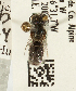  (Ashmeadiella cubiceps - CCDB-19990 D05)  @13 [ ] Unspecified (default): All Rights Reserved (2013) Packer Collection York University York University