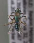  (Caenohalictus aplacodes - CCDB-19991 A03)  @13 [ ] Unspecified (default): All Rights Reserved (2013) Packer Collection York University York University