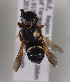  (Megachile euzona - CCDB-19991 C02)  @13 [ ] Unspecified (default): All Rights Reserved (2013) Packer Collection York University York University