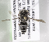  (Coelioxys KEN04 - CCDB-19992 A12)  @12 [ ] Unspecified (default): All Rights Reserved (2013) Packer Collection York University York University