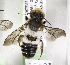  (Megachile KEN10 - CCDB-19992 B12)  @15 [ ] Unspecified (default): All Rights Reserved (2013) Packer Collection York University York University