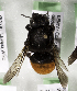  (Megachile KENLP15 - CCDB-19992 C06)  @13 [ ] Unspecified (default): All Rights Reserved (2013) Packer Collection York University York University