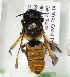  (Megachile KEN13 - CCDB-19992 C08)  @12 [ ] Unspecified (default): All Rights Reserved (2013) Packer Collection York University York University