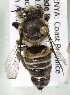  (Megachile KENLP18 - CCDB-19992 C09)  @12 [ ] Unspecified (default): All Rights Reserved (2013) Packer Collection York University York University