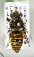  (Megachile KENLP21 - CCDB-19992 D10)  @12 [ ] Unspecified (default): All Rights Reserved (2013) Packer Collection York University York University