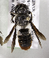  (Megachile KEN19 - CCDB-19992 D12)  @13 [ ] Unspecified (default): All Rights Reserved (2013) Packer Collection York University York University