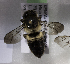  (Megachile KENLP24 - CCDB-19992 E01)  @14 [ ] Unspecified (default): All Rights Reserved (2013) Packer Collection York University York University