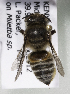  (Megachile KENLP26 - CCDB-19992 E03)  @12 [ ] Unspecified (default): All Rights Reserved (2013) Packer Collection York University York University