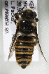  (Megachile KENLP27 - CCDB-19992 E04)  @12 [ ] Unspecified (default): All Rights Reserved (2013) Packer Collection York University York University