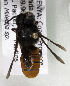  (Megachile KEN07 - CCDB-19992 E05)  @12 [ ] Unspecified (default): All Rights Reserved (2013) Packer Collection York University York University
