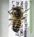 (Megachile KENLP29 - CCDB-19992 E08)  @13 [ ] Unspecified (default): All Rights Reserved (2013) Packer Collection York University York University