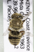  (Megachile KEN11 - CCDB-19992 E09)  @13 [ ] Unspecified (default): All Rights Reserved (2013) Packer Collection York University York University