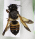  (Megachile KENLP31 - CCDB-19992 E11)  @11 [ ] Unspecified (default): All Rights Reserved (2013) Packer Collection York University York University