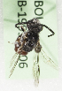  (Sphecodes KENLP1 - CCDB-19992 F06)  @11 [ ] Unspecified (default): All Rights Reserved (2013) Packer Collection York University York University