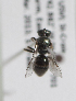  (Lasioglossum dispersum - CCDB-22788 B04)  @13 [ ] Unspecified (default): All Rights Reserved (2014) Packer Collection York University York University