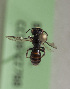  (Anthrenoides CHL02(nantoco - CCDB-22788 C12)  @13 [ ] Unspecified (default): All Rights Reserved (2014) Packer Collection York University York University
