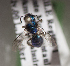  (Caenohalictus fulgens - CCDB-22788 F04)  @11 [ ] Unspecified (default): All Rights Reserved (2014) Packer Collection York University York University