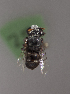  (Isepeolus atripilis - CCDB-22788 H08)  @12 [ ] Unspecified (default): All Rights Reserved (2014) Packer Collection York University York University