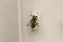  (Colletes intricatus - CCDB-22791 C01)  @11 [ ] Unspecified (default): All Rights Reserved (2014) Packer Collection York University York University