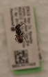  (Ashmeadiella gillettei rufiventris - CCDB-22791 F12)  @12 [ ] Unspecified (default): All Rights Reserved (2014) Packer Collection York University York University