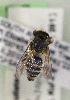  (Colletes tuscomotus - CCDB-22792 B08)  @13 [ ] Unspecified (default): All Rights Reserved (2014) Packer Collection York University York University