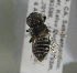  (Megachile xerophila - CCDB-22792 F01)  @12 [ ] Unspecified (default): All Rights Reserved (2014) Packer Collection York University York University