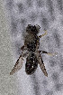  (Belomicroides - CCDB-34571 D01)  @11 [ ] CreativeCommons - Attribution by Laurence Packer (2020) Laurence Packer York University