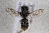 (Megachile ferox - CCDB-34571 D02)  @11 [ ] CreativeCommons - Attribution by Laurence Packer (2020) Laurence Packer York University