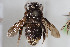  (Cadegualina andina - CCDB-33206 D03)  @11 [ ] CreativeCommons - Attribution (2018) Laurence Packer York University
