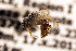  ( - CCDB-34684 D05)  @11 [ ] CreativeCommons - Attribution by Laurence Packer (2017) Laurence Packer York University