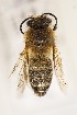  (Colletes aff. rufipes - CCDB-30383 D07)  @11 [ ] CreativeCommons - Attribution (2016) Laurence Packer York University
