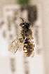  ( - CCDB-34684 D09)  @11 [ ] CreativeCommons - Attribution by Laurence Packer (2017) Laurence Packer York University