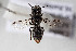  (Megachile callura - CCDB-34571 D10)  @11 [ ] CreativeCommons - Attribution by Laurence Packer (2020) Laurence Packer York University