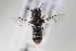  (Megachile oblonga - CCDB-34571 D12)  @11 [ ] CreativeCommons - Attribution by Laurence Packer (2020) Laurence Packer York University