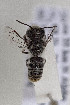  (Megachile nigrovittata - CCDB-34571 E01)  @11 [ ] CreativeCommons - Attribution by Laurence Packer (2020) Laurence Packer York University