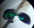  (Holophris - CCDB-34569 E01)  @11 [ ] CreativeCommons - Attribution by Laurence Packer (2017) Laurence Packer York University