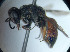  (Allocoelia - CCDB-34569 E03)  @11 [ ] CreativeCommons - Attribution by Laurence Packer (2017) Laurence Packer York University