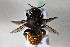 (Megachile ustulata - CCDB-34571 E07)  @11 [ ] CreativeCommons - Attribution by Laurence Packer (2020) Laurence Packer York University