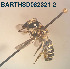  (Megachile sp. 02 - CCDB-34569 E07)  @11 [ ] CreativeCommons - Attribution by Laurence Packer (2017) Laurence Packer York University